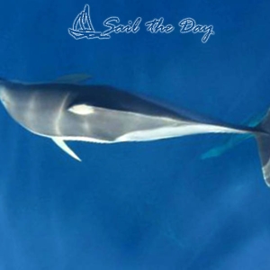 068sail-theday-skiathos